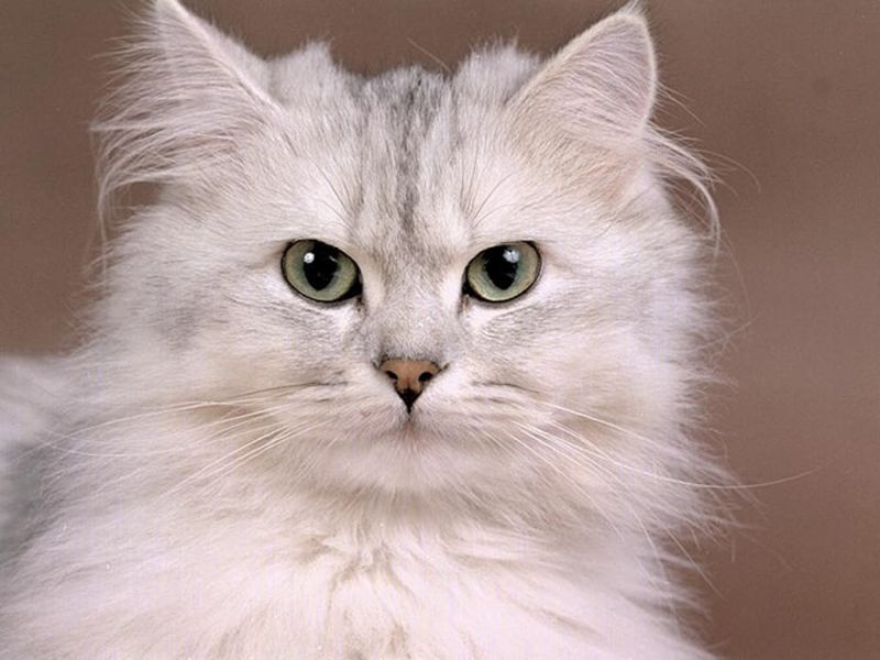 Красивая серая кошка с зеленовато-серыми глазами