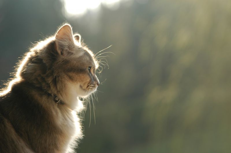 Красивый серый кот на природе