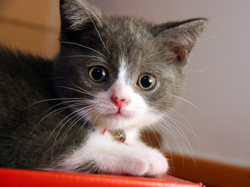 Маленький няшный серый котёнок с бубенцом
