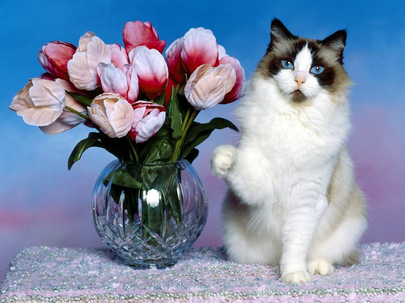 Открытка кот и цветы