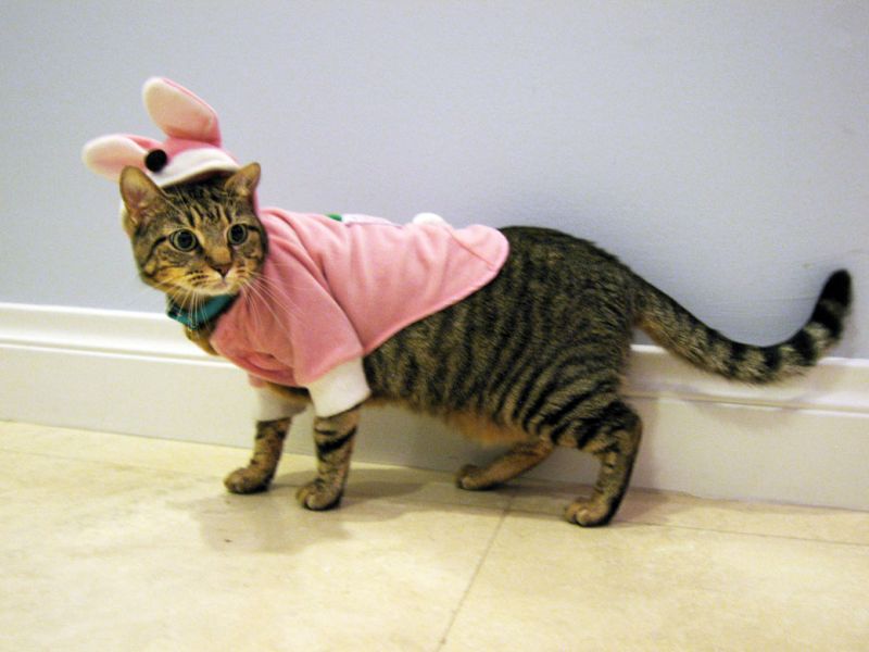 Полосатый кот в костюме розового зайца