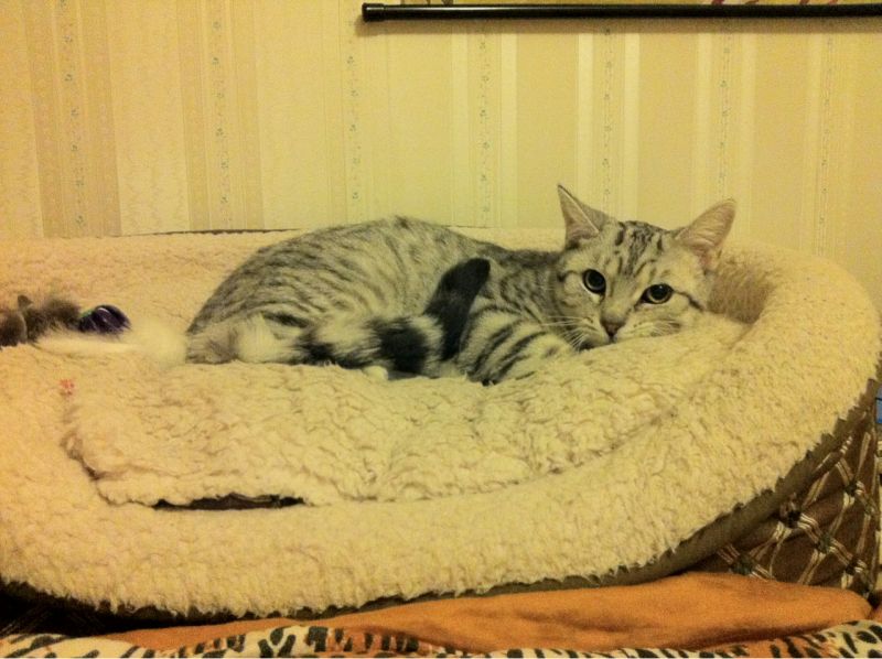 Полосатый серый кот лежит на лежанке