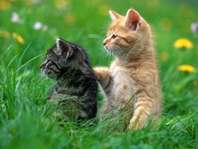Рыжий и серый котята играют на природе