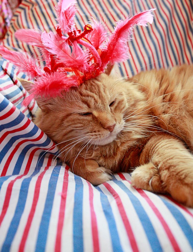 Рыжий кот в шапке с перьями