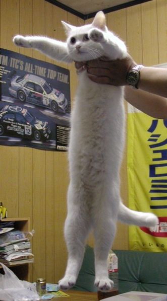 Картинки - Мем: Длинный белый кот (длиннокот)