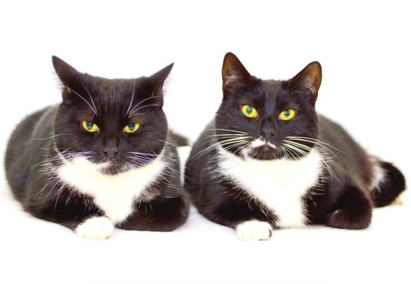 2 черно-белых кота с желтыми глазами, обои