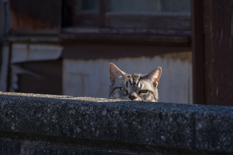 Сердитый серый кот наблюдает из-за стены