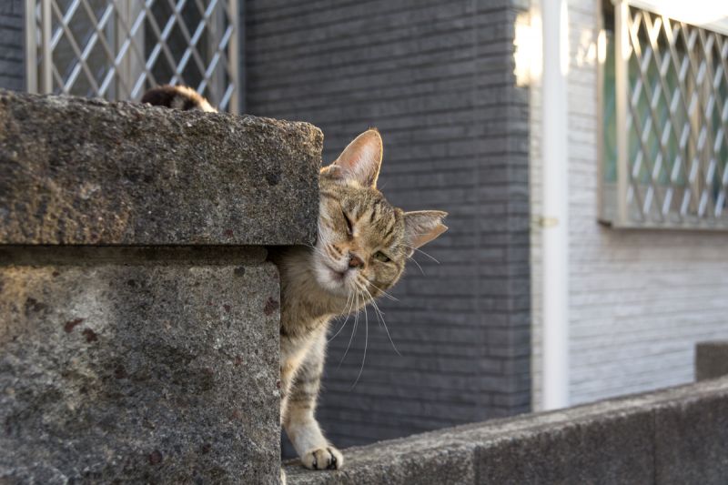 Уличный кот трется о забор
