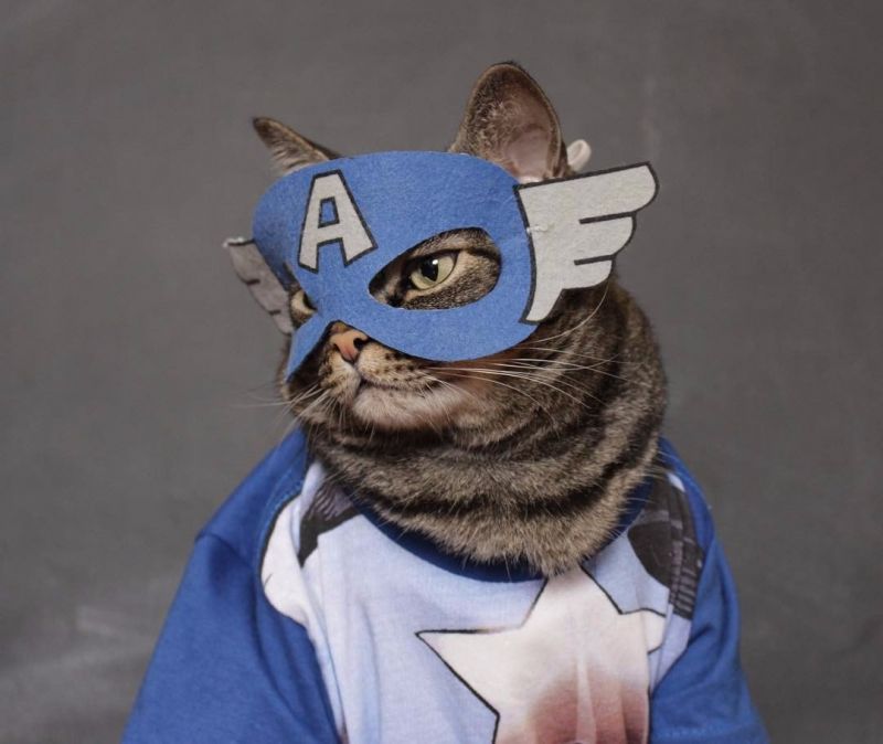 Кот в костюме Капитана Америка