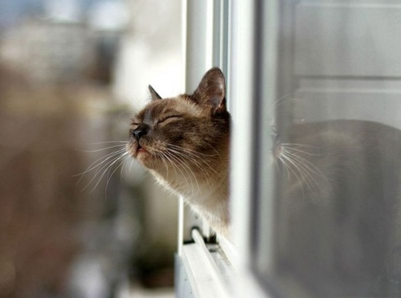 Сиамский кот греется на окне