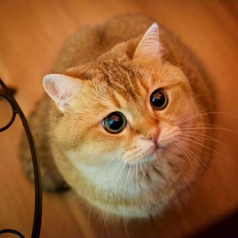 Рыжий кот смотрит большими глазами