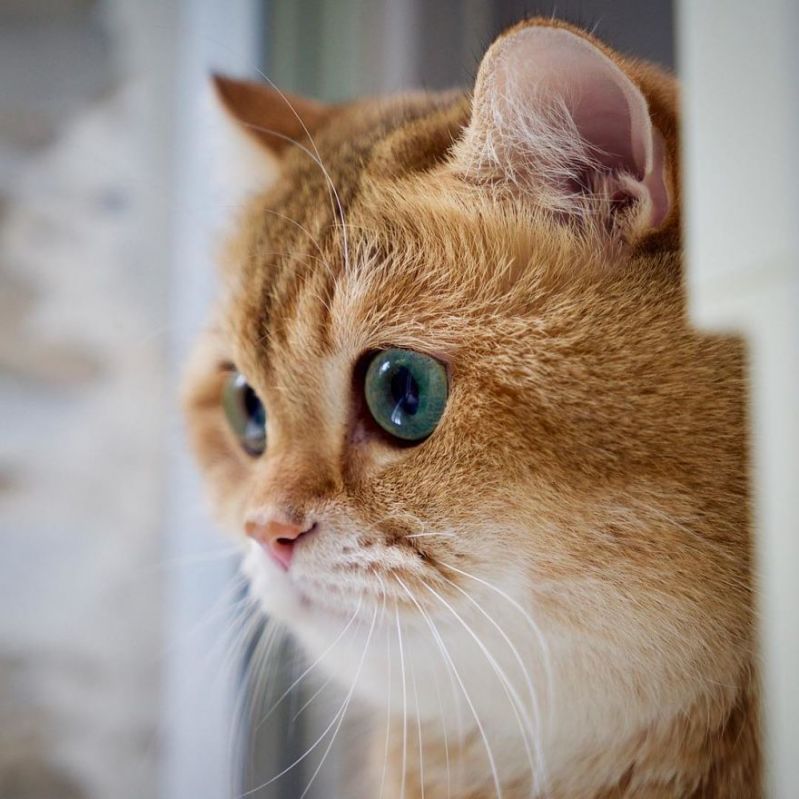 Мохнатый рыжий кот смотрит большими зелеными глазами в окно