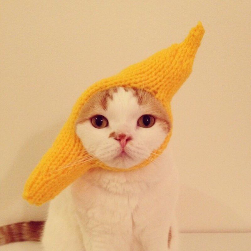Забавный кот в костюме банана