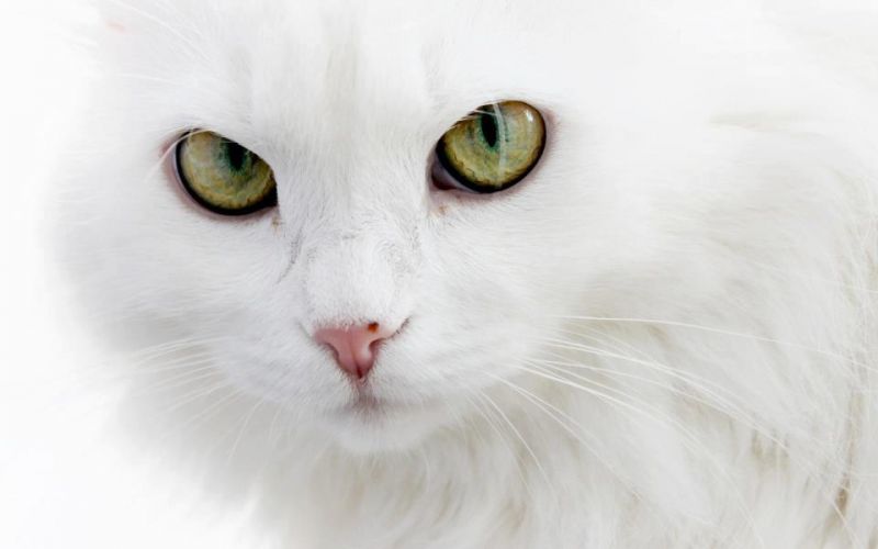 Белая кошка с огромными белыми глазами