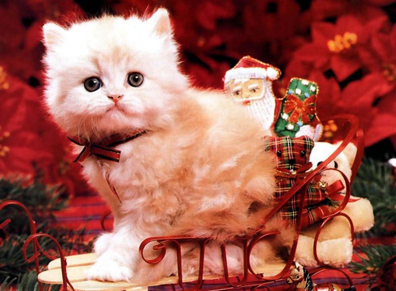 Белый котёнок в новогодних санях с подарками