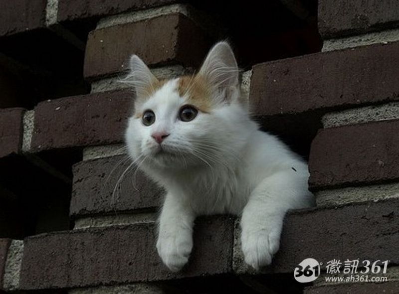 Белый с рыжим кот выглядывает из дырки в кирпичной стене