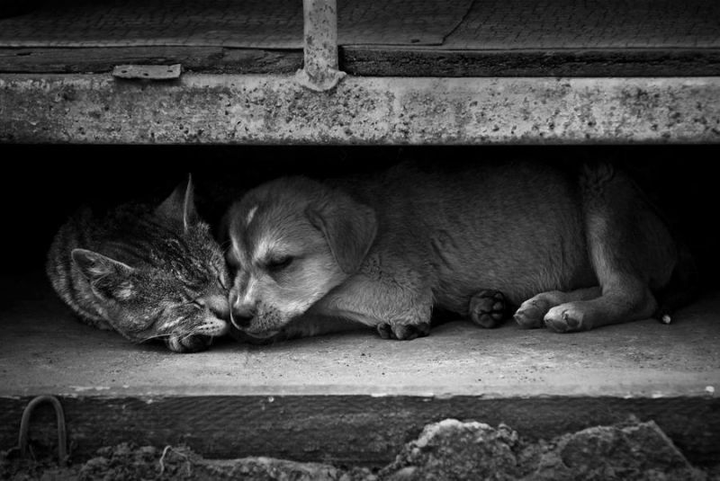 Бездомный котенок и щенок спят вместе