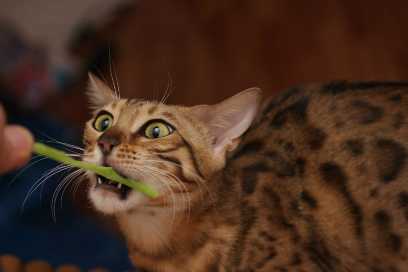 Безумный кот грызет соломинку