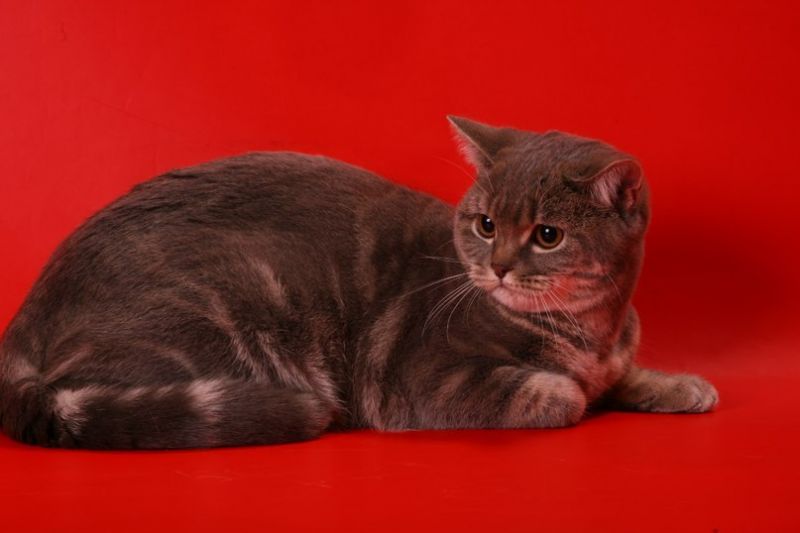 Британский кот на красном фоне