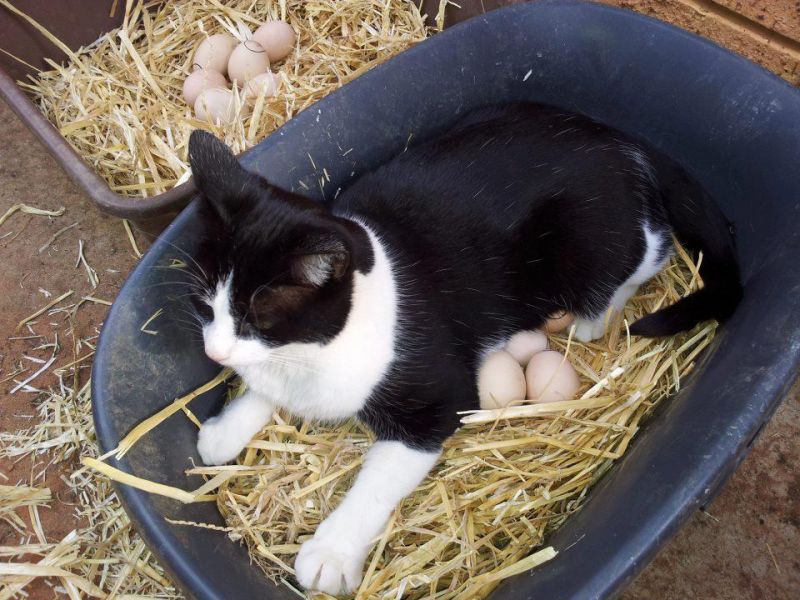 Черно-белый кот высиживает куриные яйца