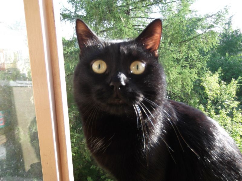 Черный кот с узкими зрачками
