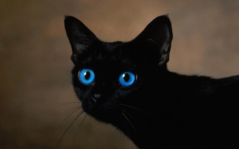 Черный кот с ярко-синими глазами