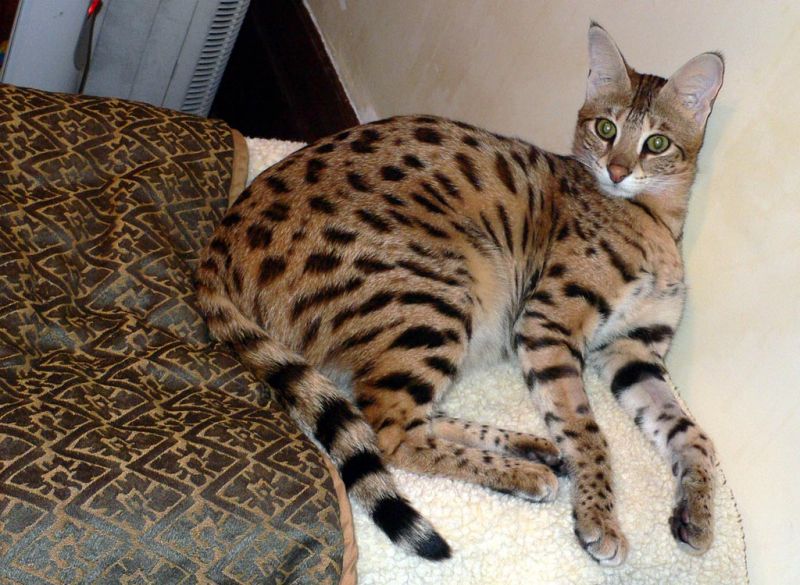 Кошка Ашера (саванна) на кровати