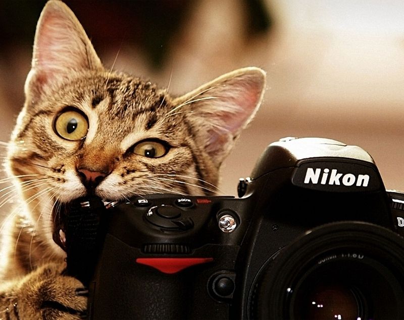 Кот грызет фотоаппарат