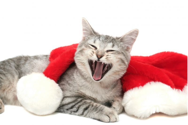 Кот зевает, лежа на новогодней шапке