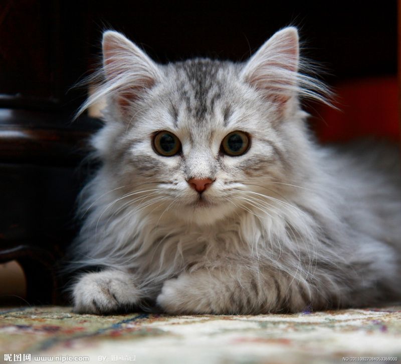 Красивая пушистая серая кошка с мохнатыми ушами