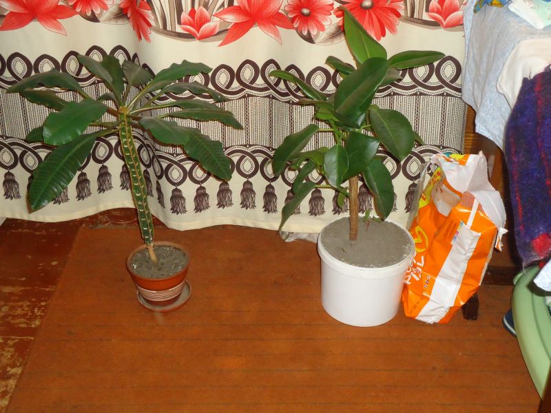 Найди кота: комната с растениями