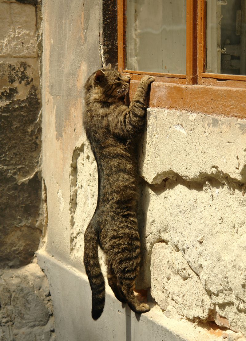 Полосатый кот лезет заглянуть в окно