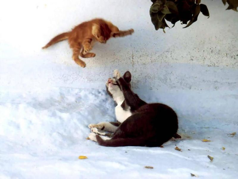 Рыжий котенок играет с котом на снегу
