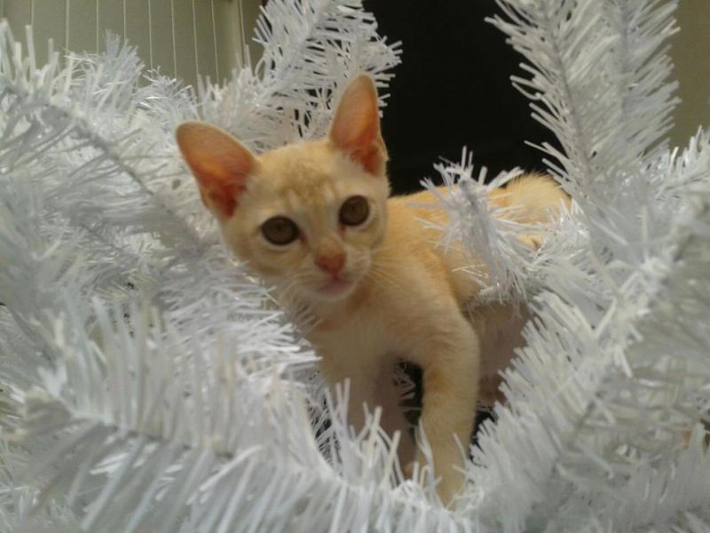 Рыжий котенок на белой новогодней елке