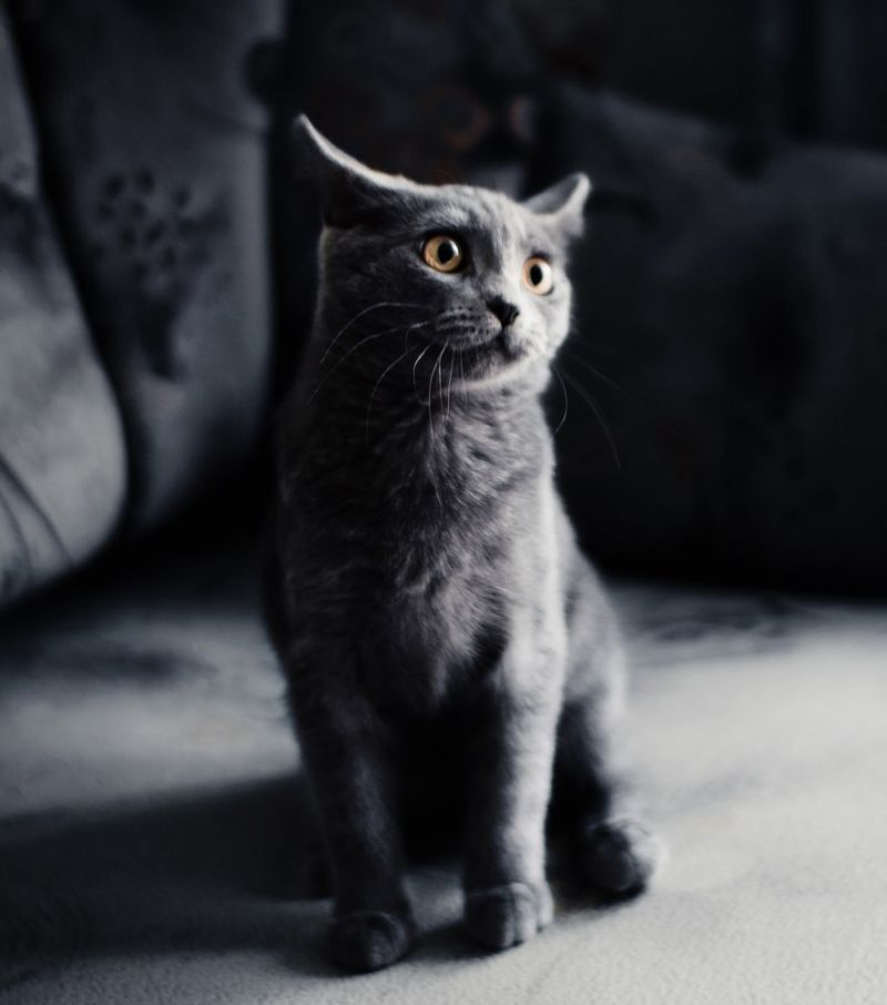 Серый шотландский кот на сером фоне
