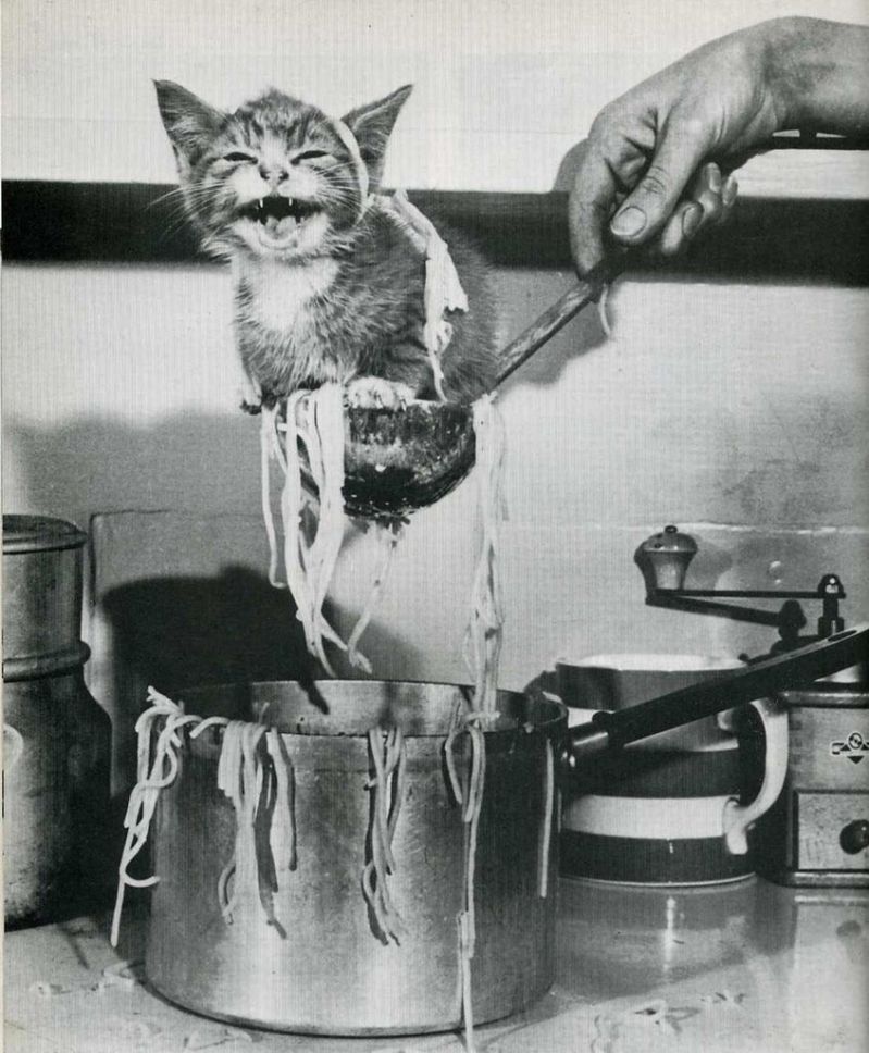 Старое фото: котенка достают из кастрюли с макаронами