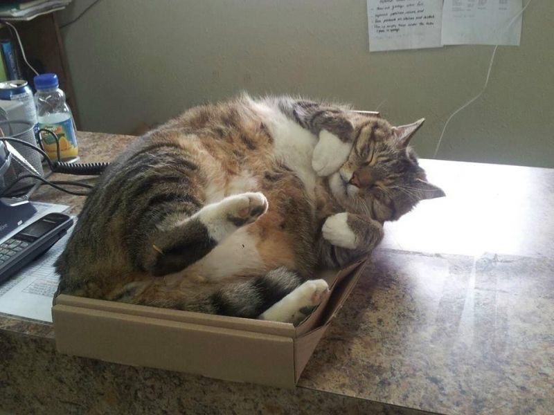 Толстый кот спит в маленькой коробке