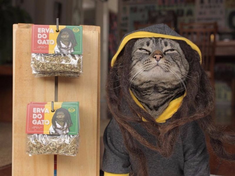 Кот Чико продает кошачью мяту