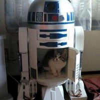 kotenok-zabralsya-v-robota-R2-D2-iz-Star-Wars.jpg
