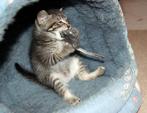 Картинки - Толстый котенок грызет игрушечную мышь