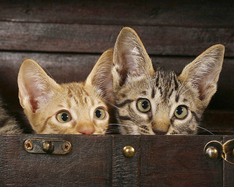 Два кота выглядывают из сундука