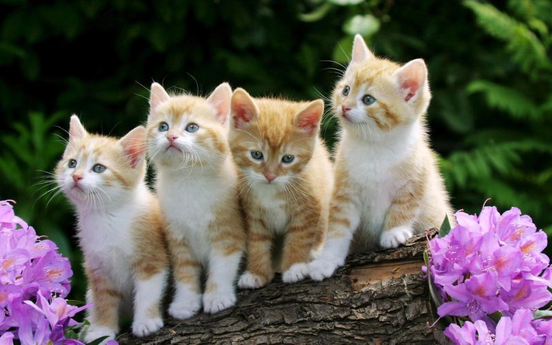 Четыре рыжих котенка сидят на бревне