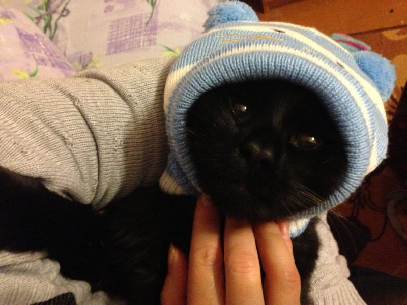 Черный котенок в детской шапочке