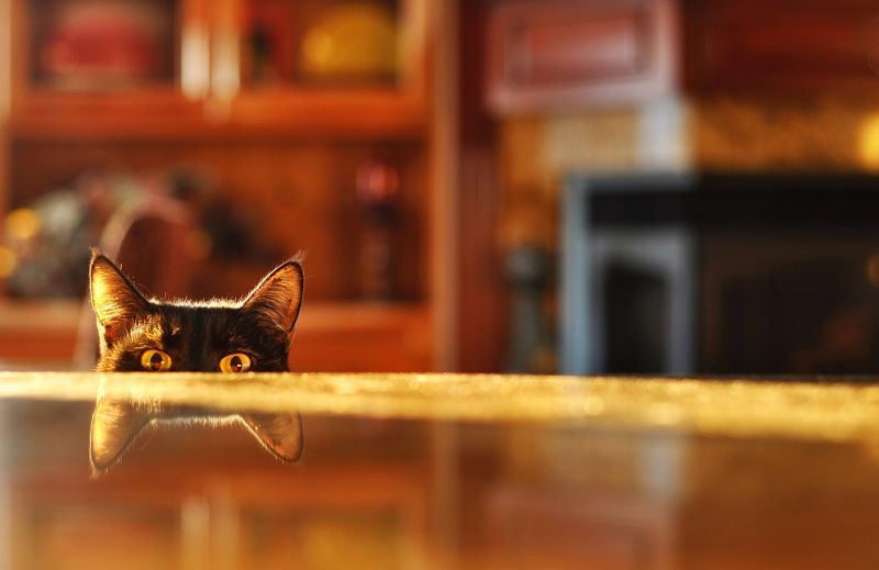 Черный кот выглядывает из-за стола