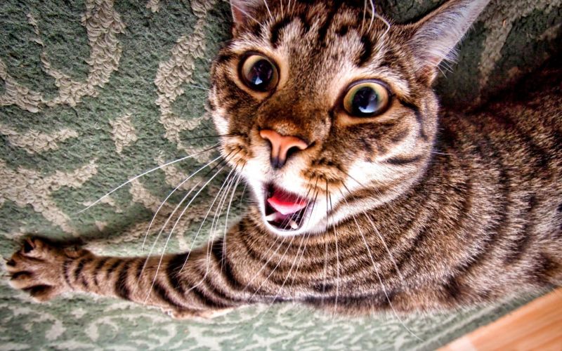 Безумный полосатый кот с дикими глазами мяучит