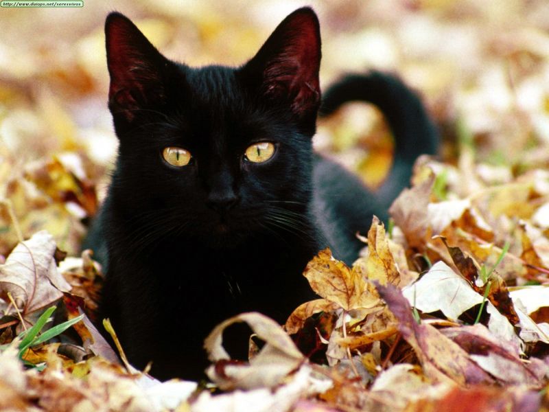 Черный кот с желтыми глазами лежит в листве