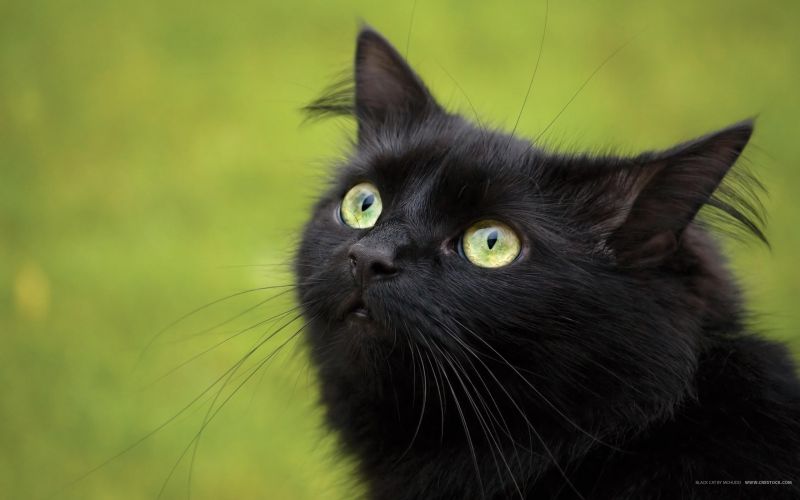 черный кот с большими желтыми задумчивыми глазами смотрит вверх на зеленом фоне