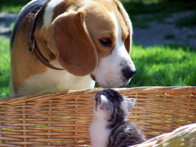 Котёнок в корзине смотрит на собаку