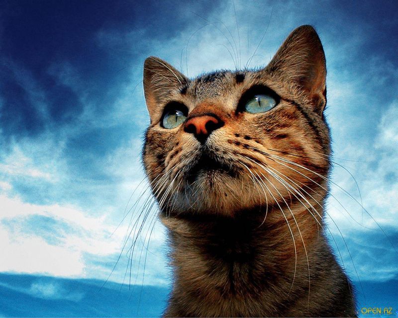 Кот на фоне синего неба