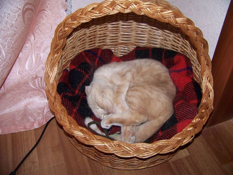 персиковый полосатый кот спит в корзине